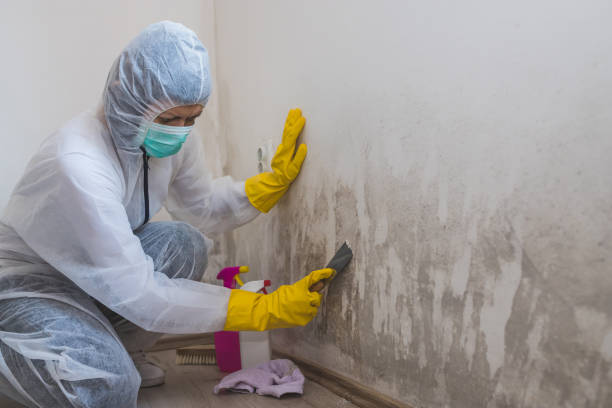 Best Mold Testing and Inspection Services in Murillo, TX
