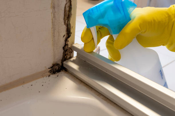 Best DIY Mold Remediation Support Services in Murillo, TX