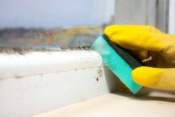 Best Residential Mold Remediation in Murillo, TX