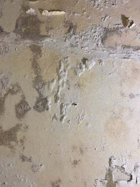 Trusted Murillo, TX Mold Remediation Experts