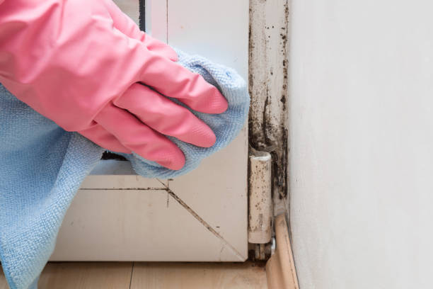 Best Crawl Space Mold Remediation in Murillo, TX